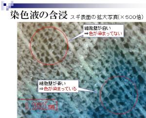 木材の染色と評価技法の開発(H24)の画像1