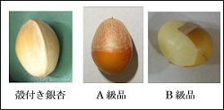 薄皮付き銀杏の自動殻剥き装置の開発(H26)の画像1